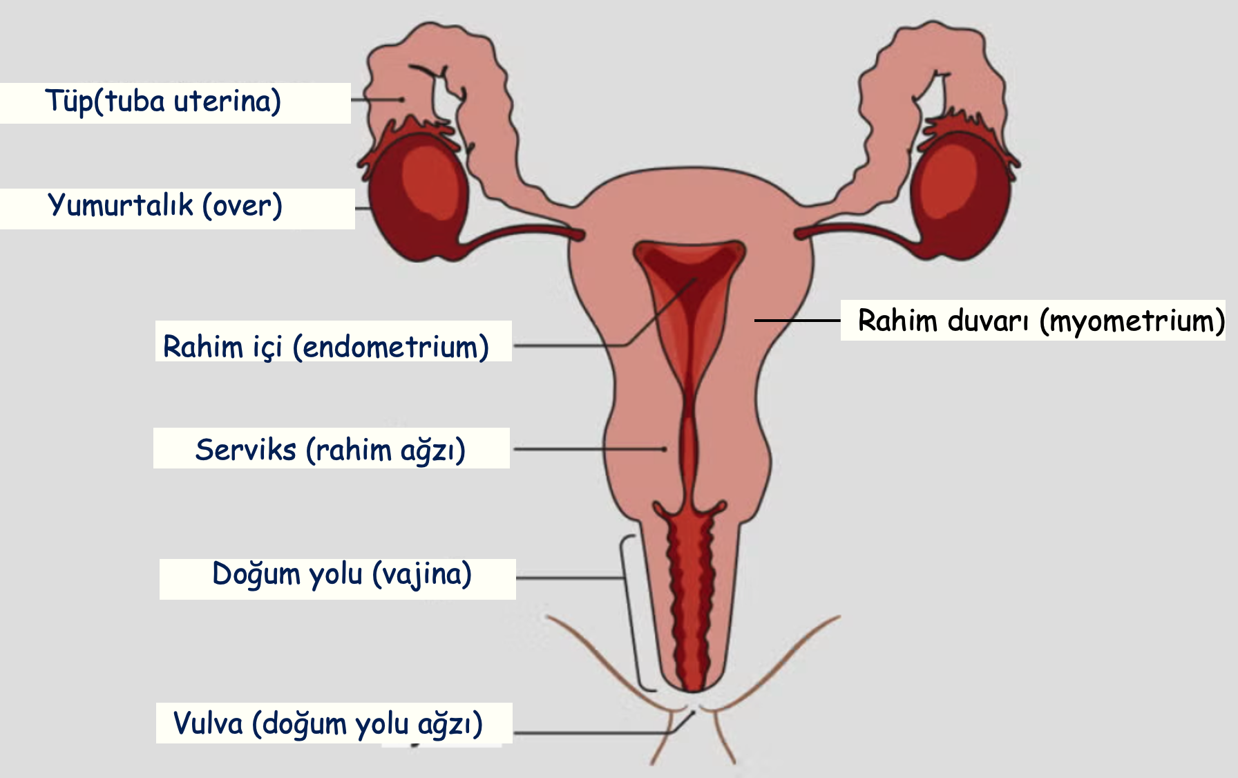 Jinekolojik organların şematik görünümü